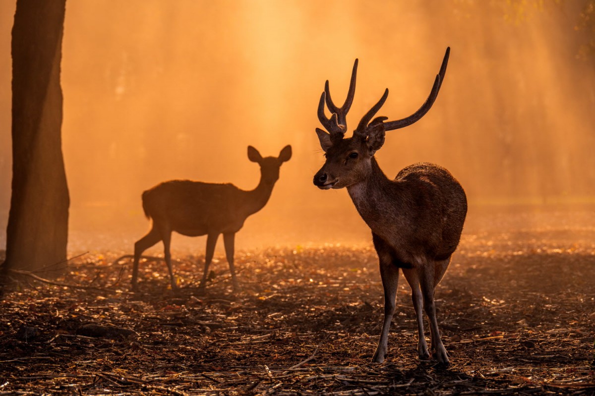 a899c22b7665293c0961f218f8e5df9a_1759496